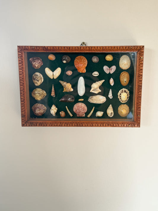 Vintage Welsh Shell Collection in Handmade Frame, With Illustrated Catalogue, Cardigan Bay