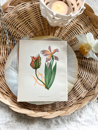 Antique Botanical Wild Flower Prints