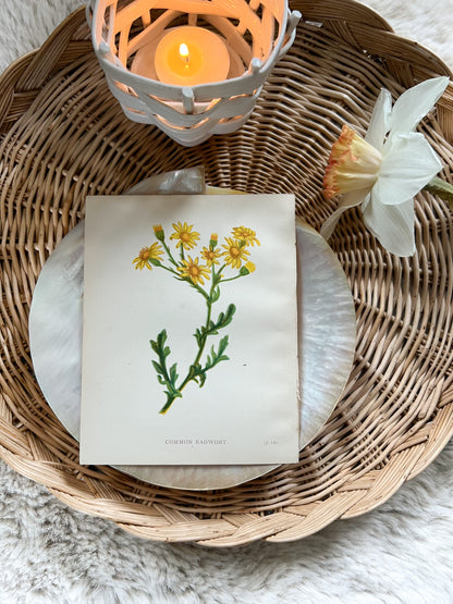 Antique Botanical Wild Flower Prints