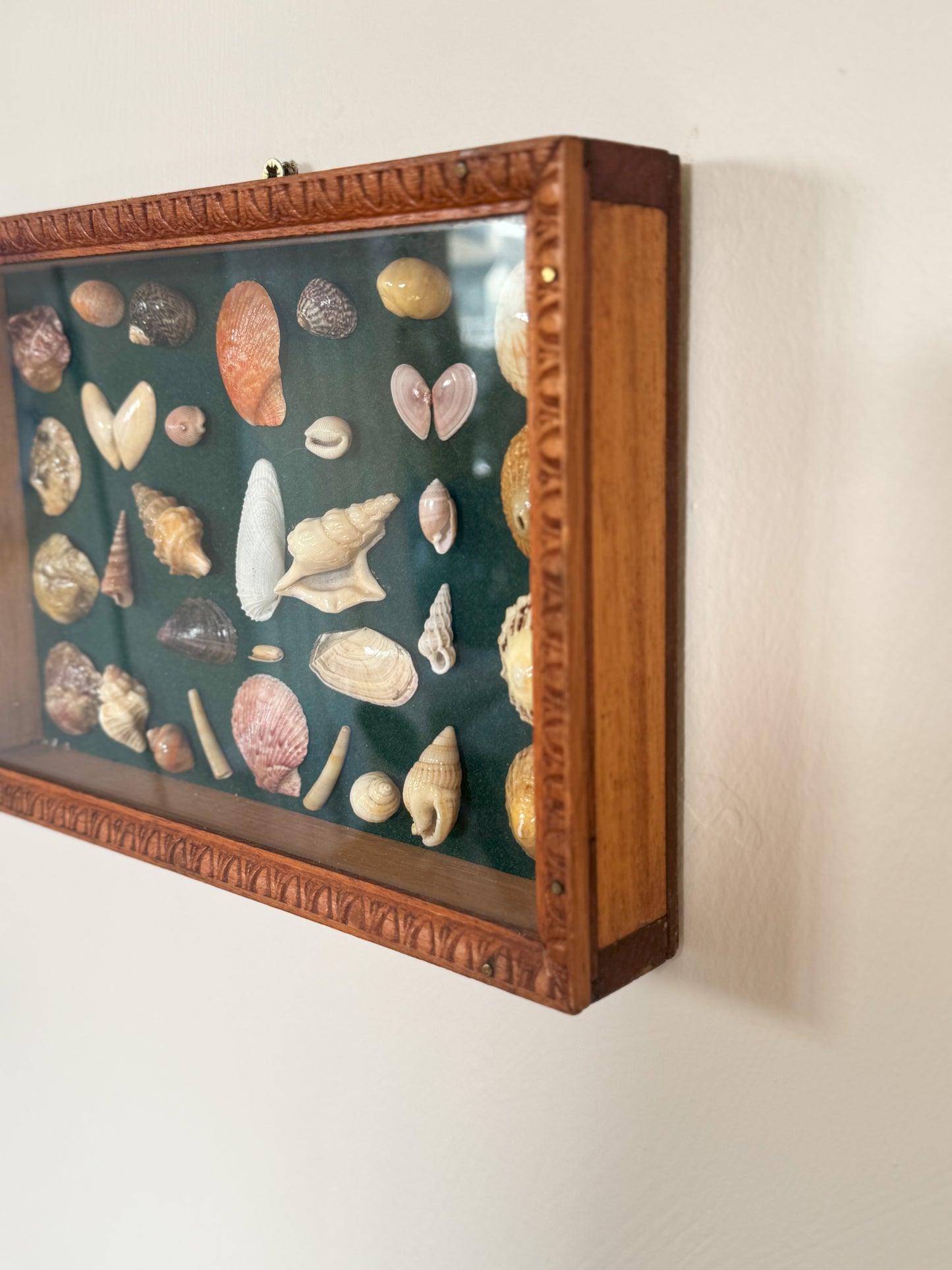 Vintage Welsh Shell Collection in Handmade Frame, With Illustrated Catalogue, Cardigan Bay