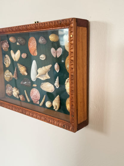 Vintage Welsh Shell Collection in Handmade Frame, With Illustrated Catalogue, Cardigan Bay