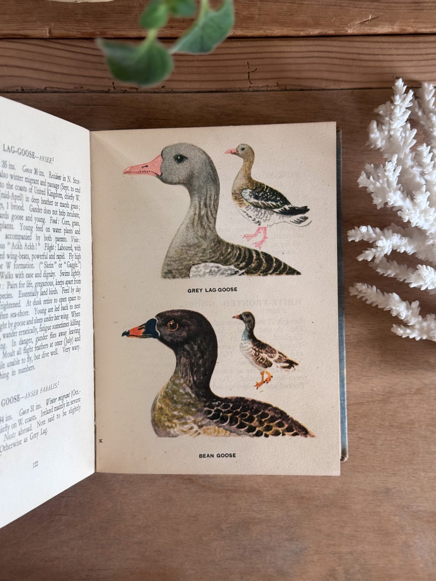 A Bird Book for the Pocket - Edmund Sandars, 1945