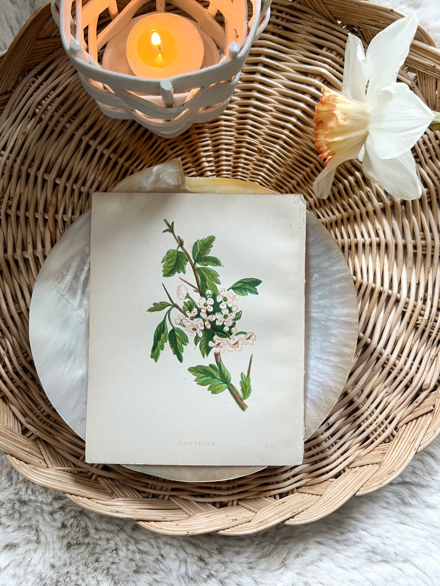 Antique Botanical Wild Flower Prints