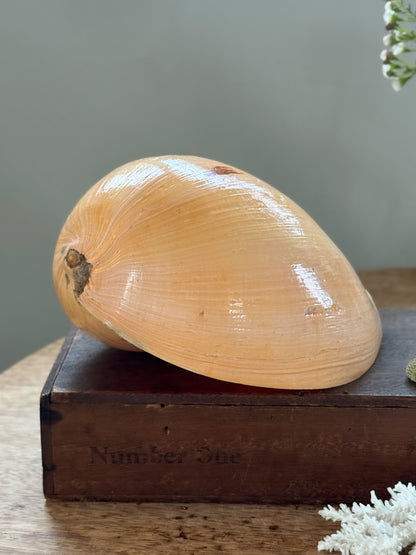 Large Peach Coloured Melo Amphora (Melon Shell) - Natural Specimen