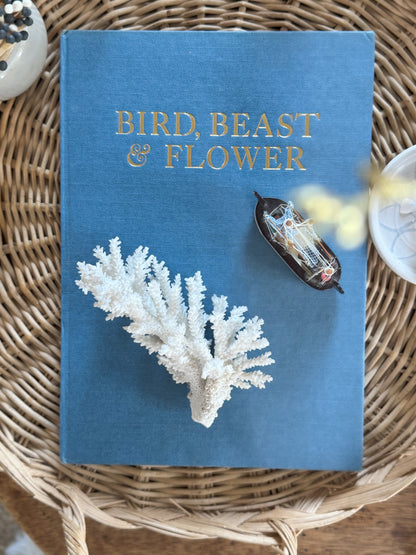 Natural Coral Specimen | 14cm x 8cm