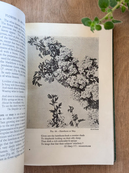 Flowers in Britain, L.J.F Brimble, 1947