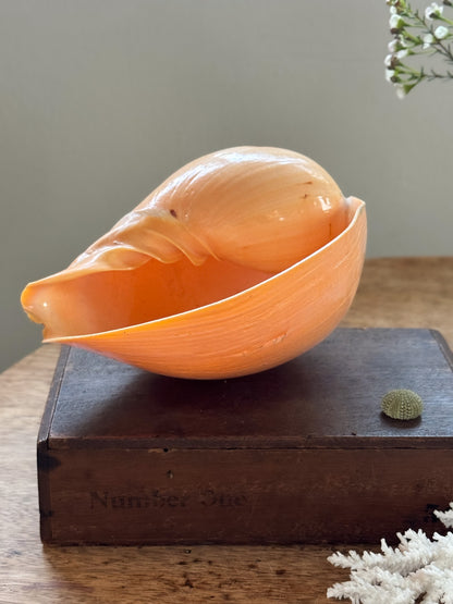 Large Peach Coloured Melo Amphora (Melon Shell) - Natural Specimen