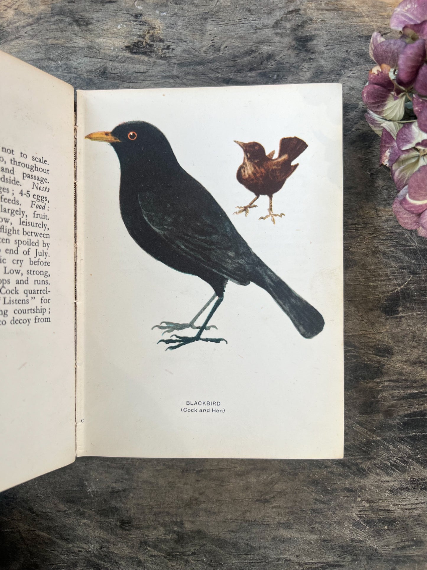 A Bird Book For The Pocket, Edmund Sandars, 3rd Edition